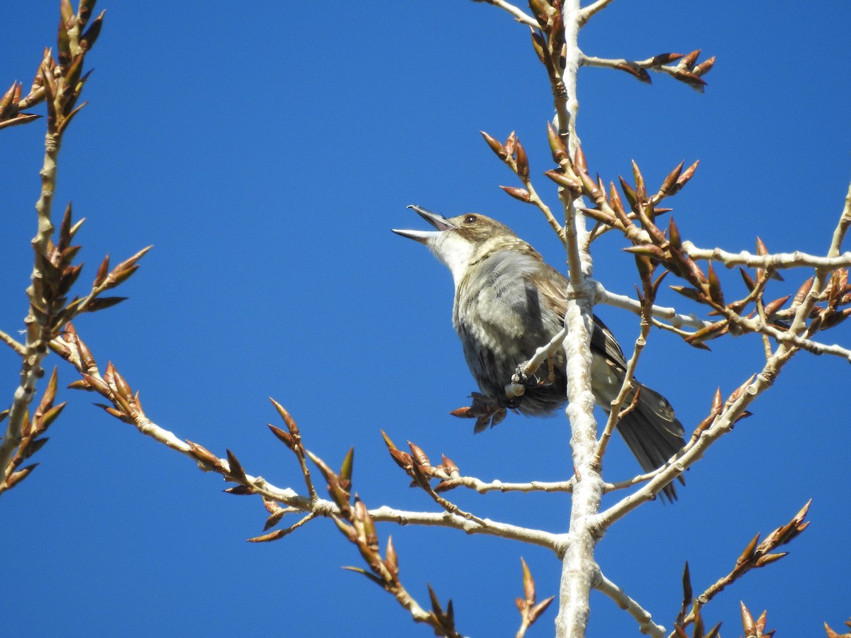 flétňák šedohřbetý - ML639542793