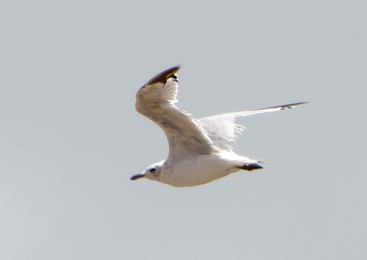 Mouette relique - ML639542801