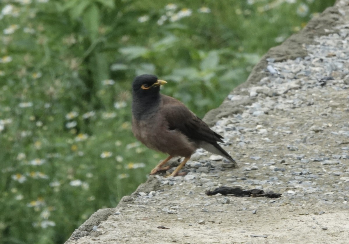 Common Myna - ML639542803