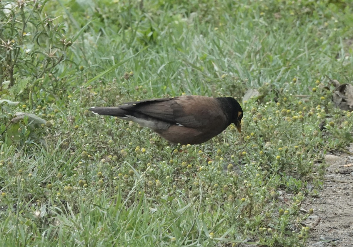Common Myna - ML639542804