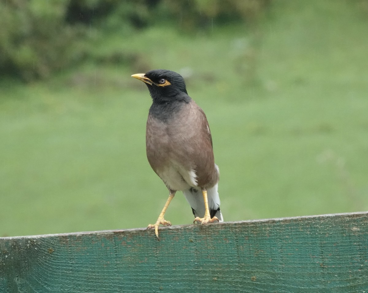 Common Myna - ML639542805