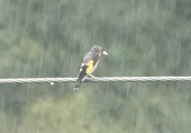Gray-crowned Goldfinch - ML639542822