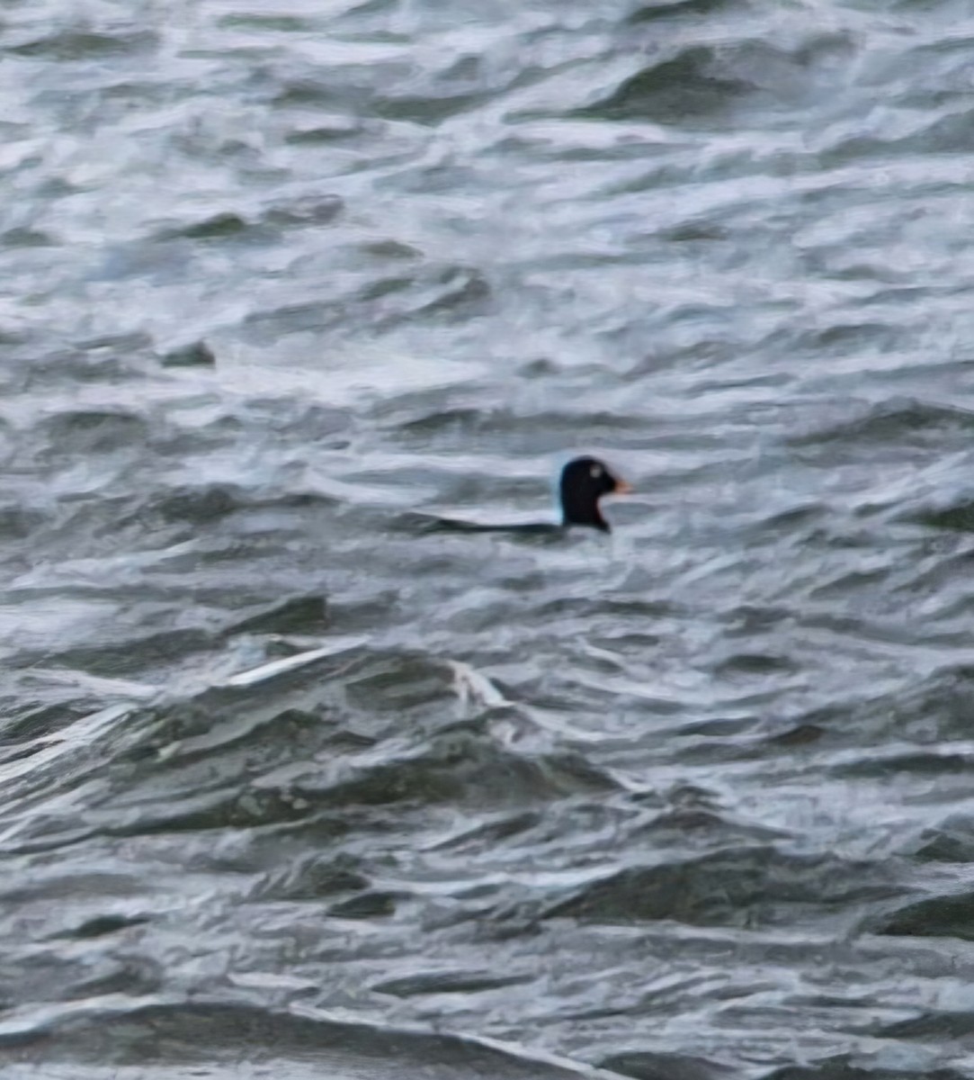 Velvet Scoter - ML639542825