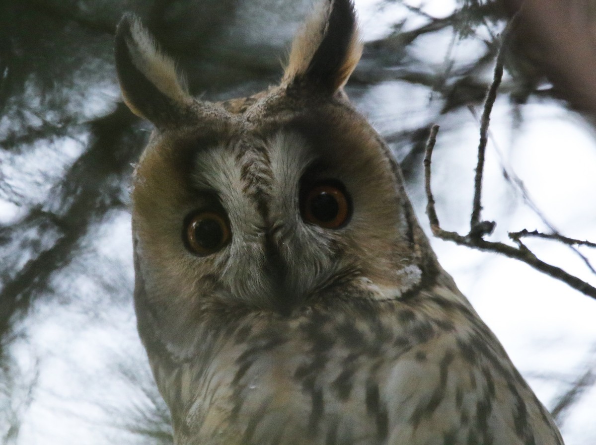 kalous ušatý - ML639542872