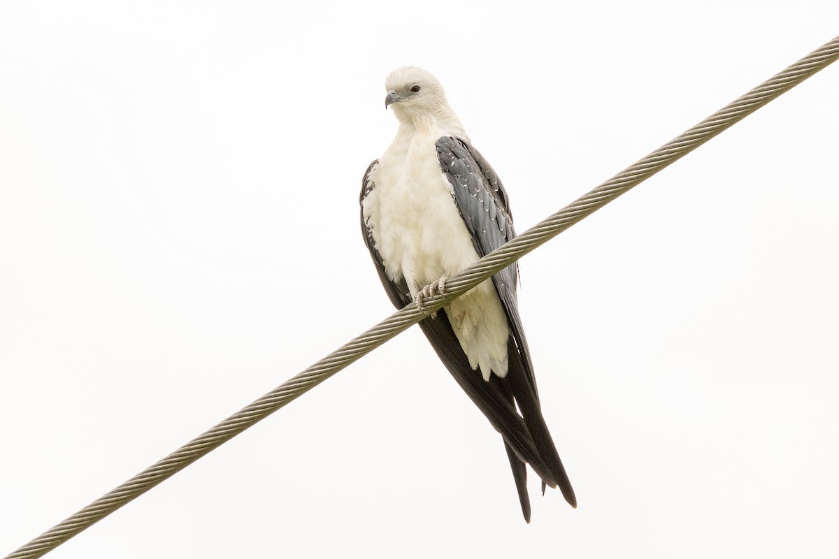 Swallow-tailed Kite - ML639542915