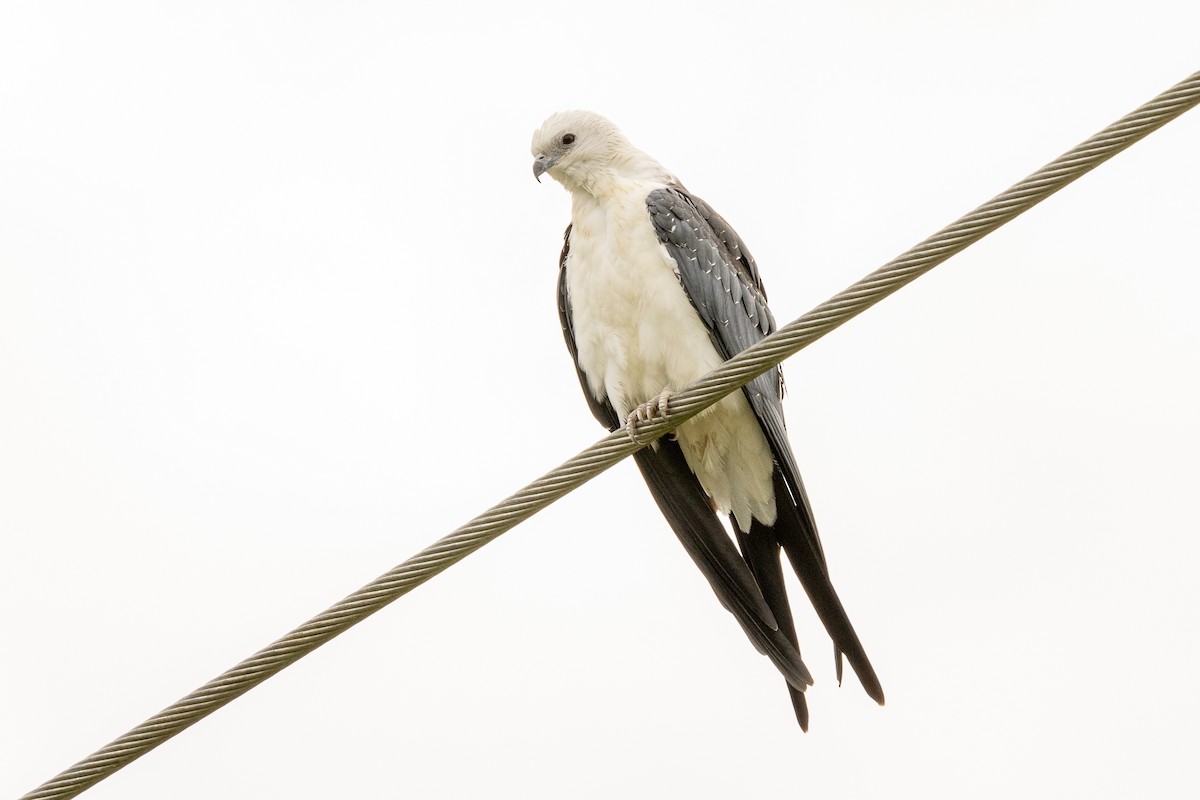Swallow-tailed Kite - ML639542916