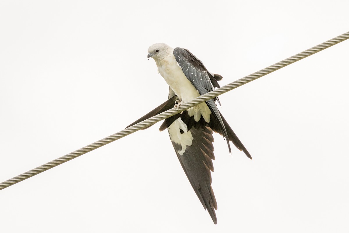 Swallow-tailed Kite - ML639542917