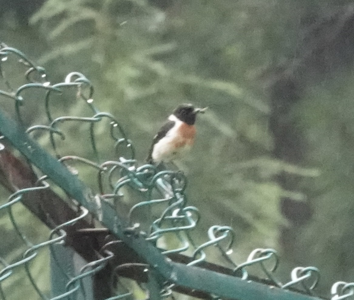 Siberian Stonechat - ML639542924