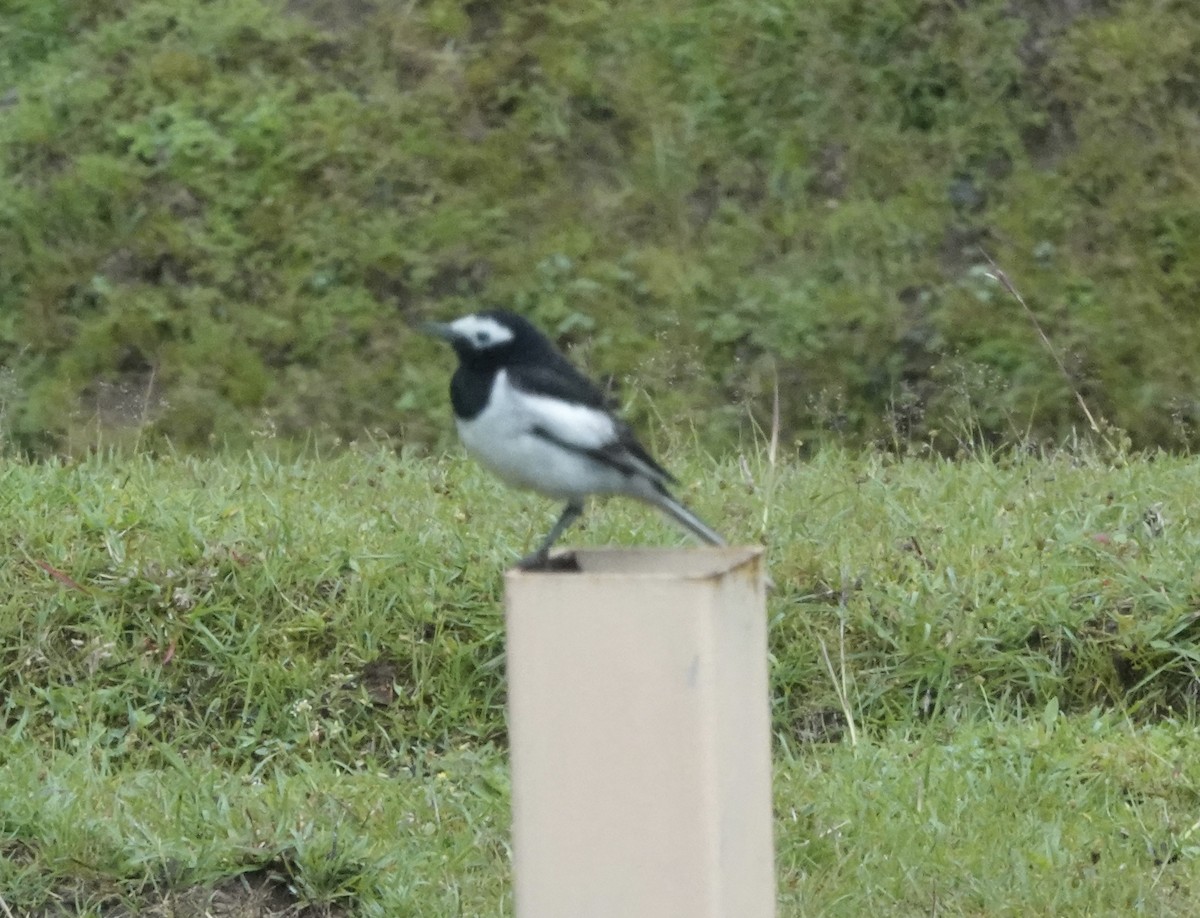 White Wagtail - ML639542926