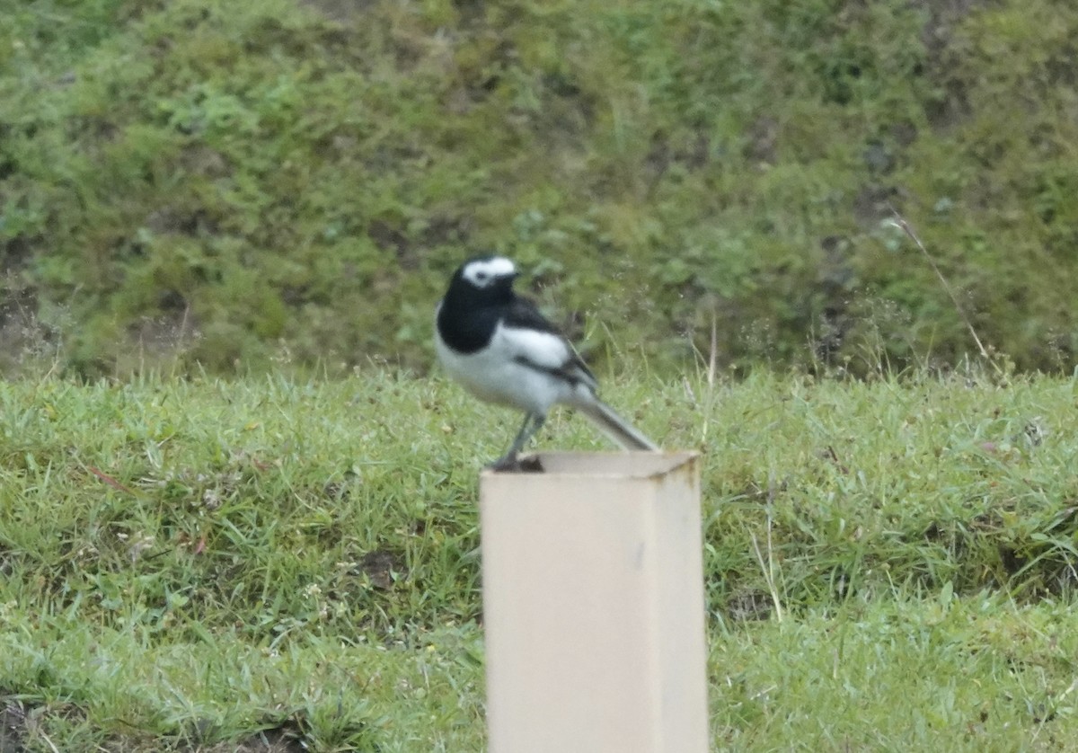 White Wagtail - ML639542927