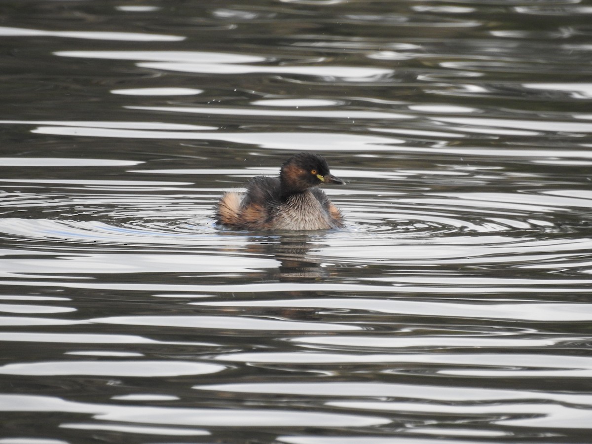 potápka australasijská - ML639542944