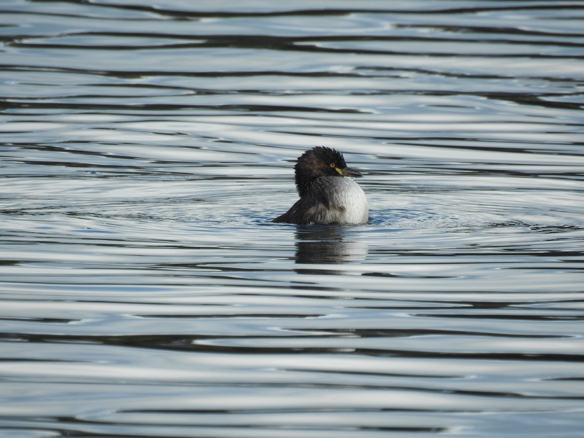 potápka australasijská - ML639542945