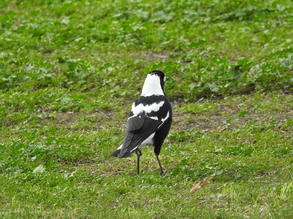 flétňák australský [skupina tibicen] x telonocua/tyrannica - ML639542993