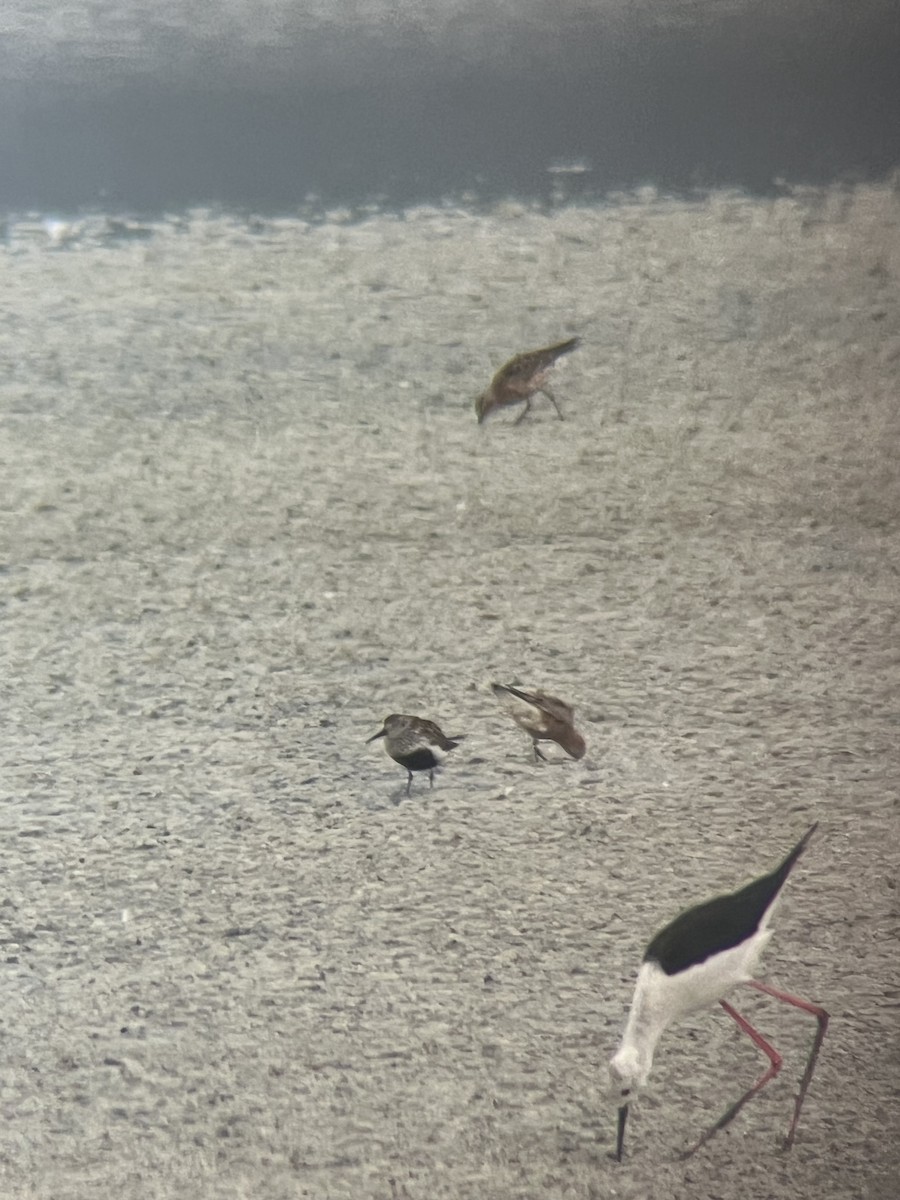 Dunlin - ML639543033