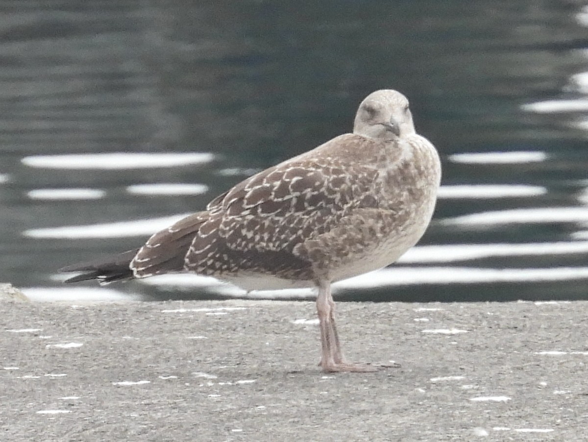 Yellow-legged Gull (atlantis) - ML639543066