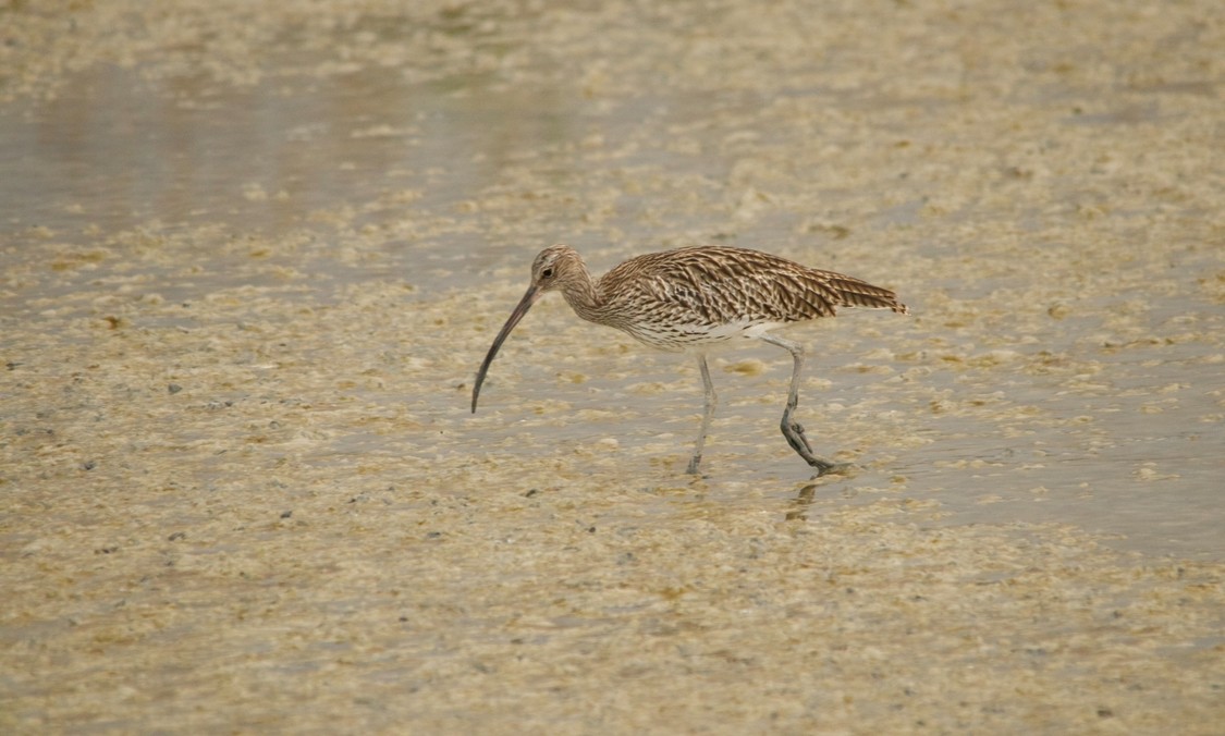 Eurasian Curlew - ML639543067