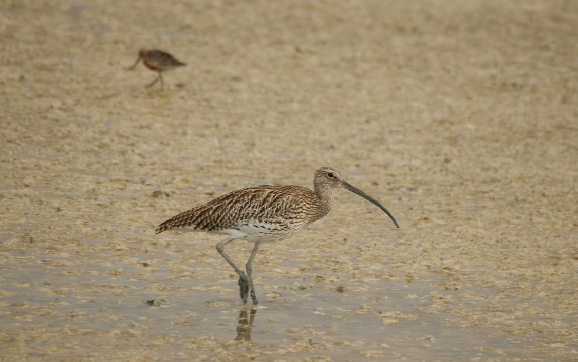 Eurasian Curlew - ML639543068