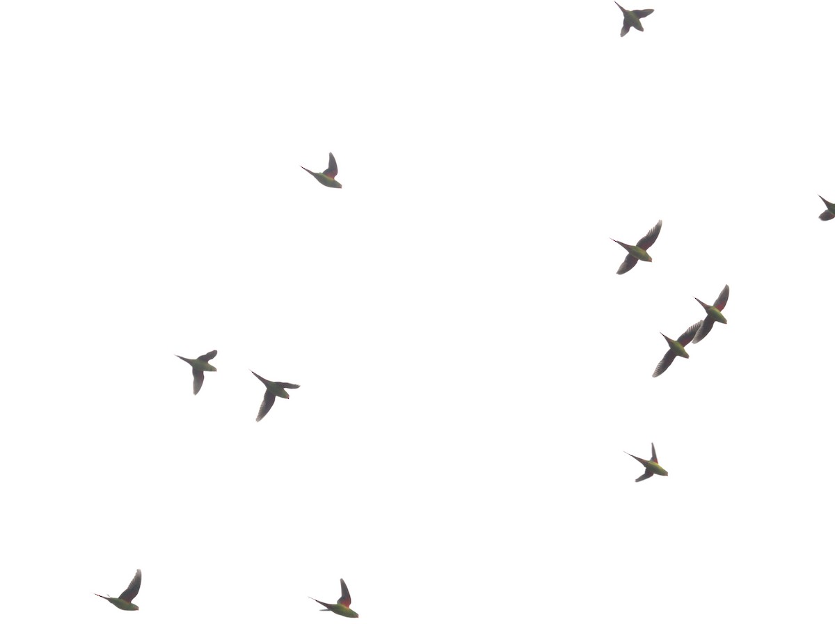 Swift Parrot - ML639543069