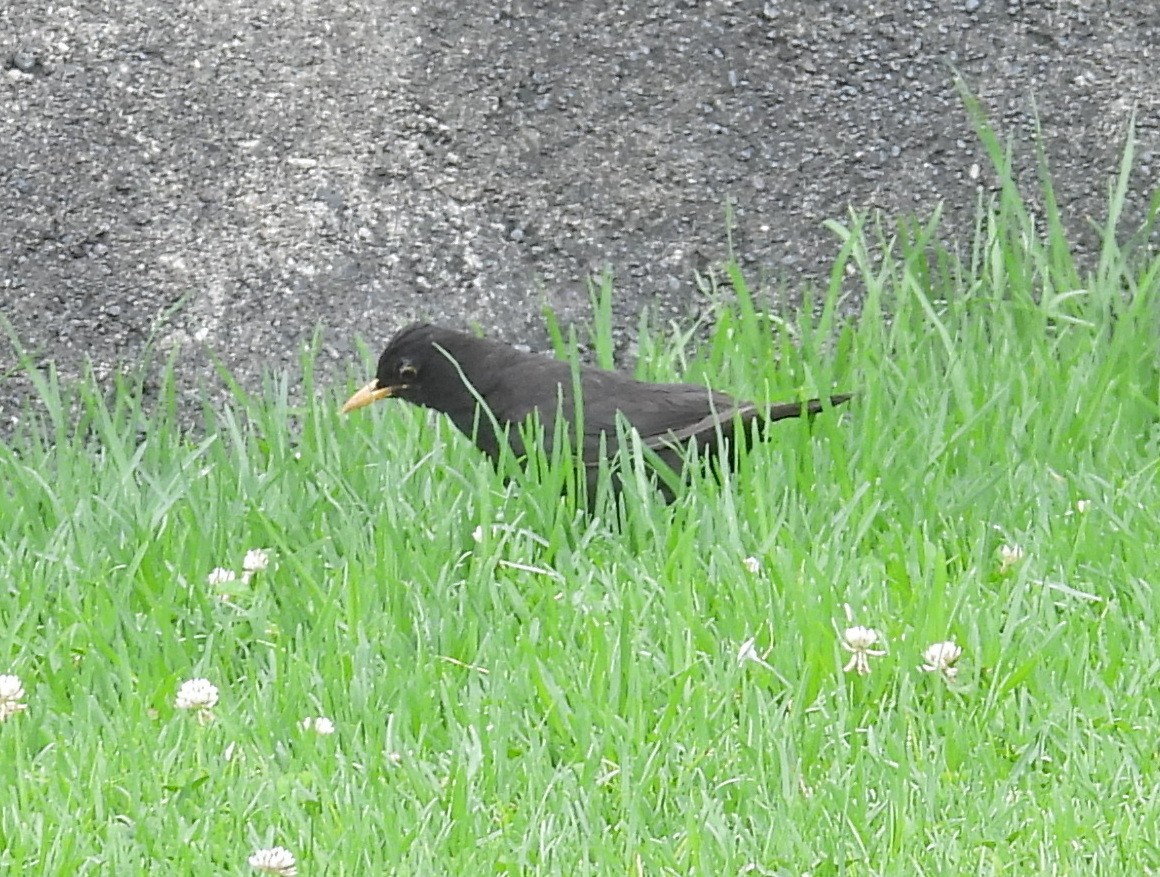 Eurasian Blackbird - ML639543098