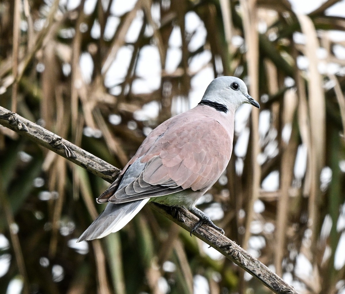 Red Collared-Dove - ML639543102