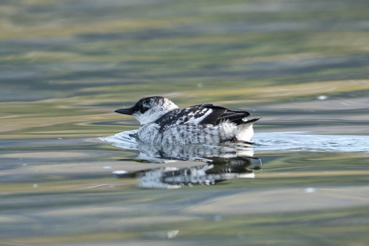 Black Guillemot - ML639543105