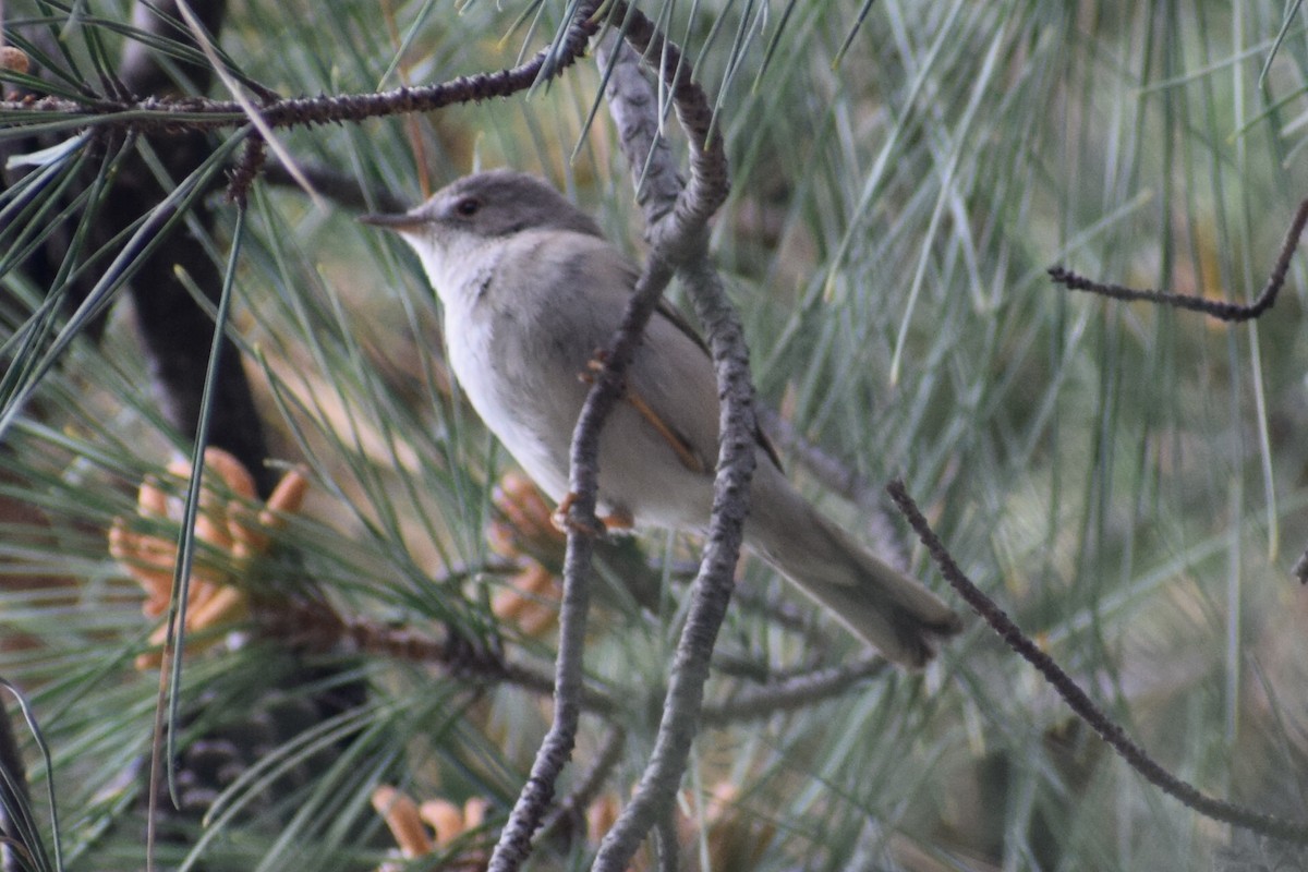 Greater Whitethroat - ML639543106