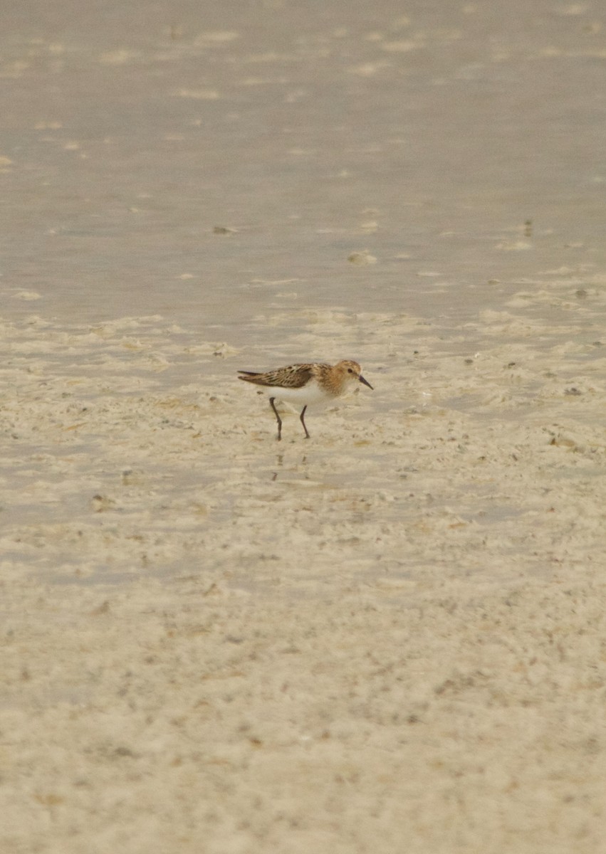 Little Stint - ML639543107