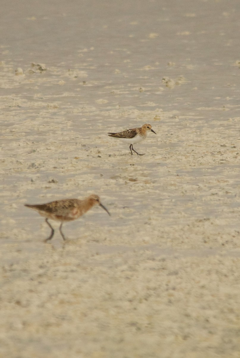 Little Stint - ML639543108