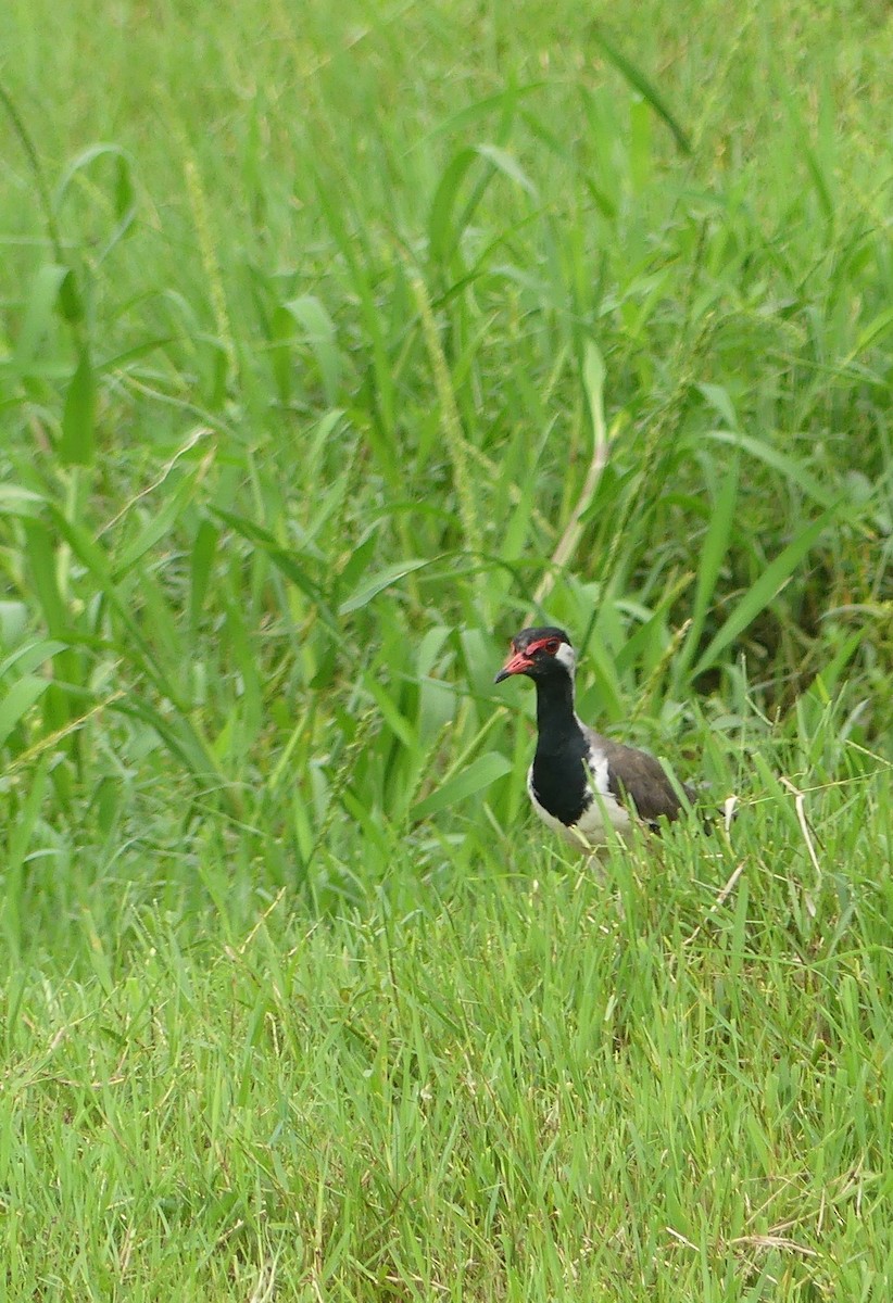 Red-wattled Lapwing - ML639543110