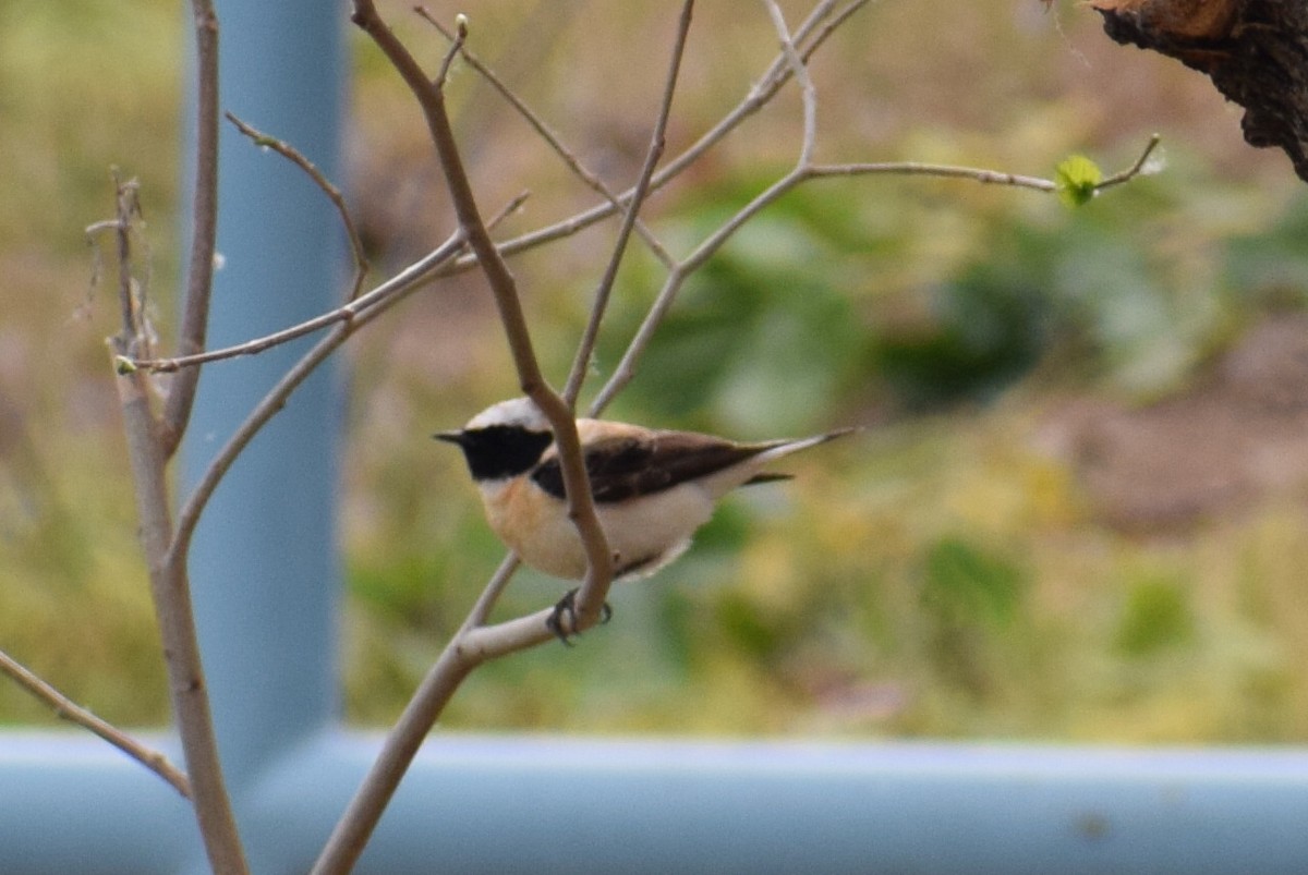 Eastern Black-eared Wheatear - ML639543111