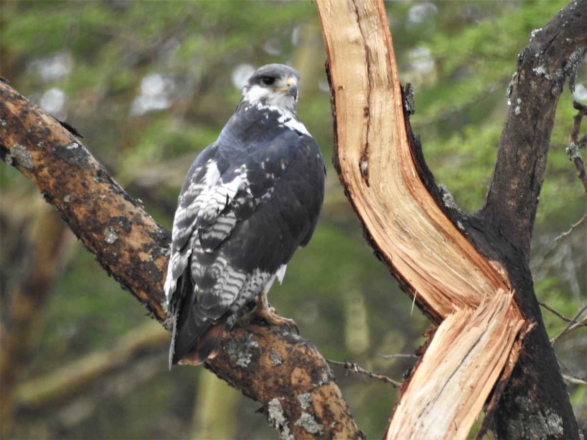 Augur Buzzard - ML639543112