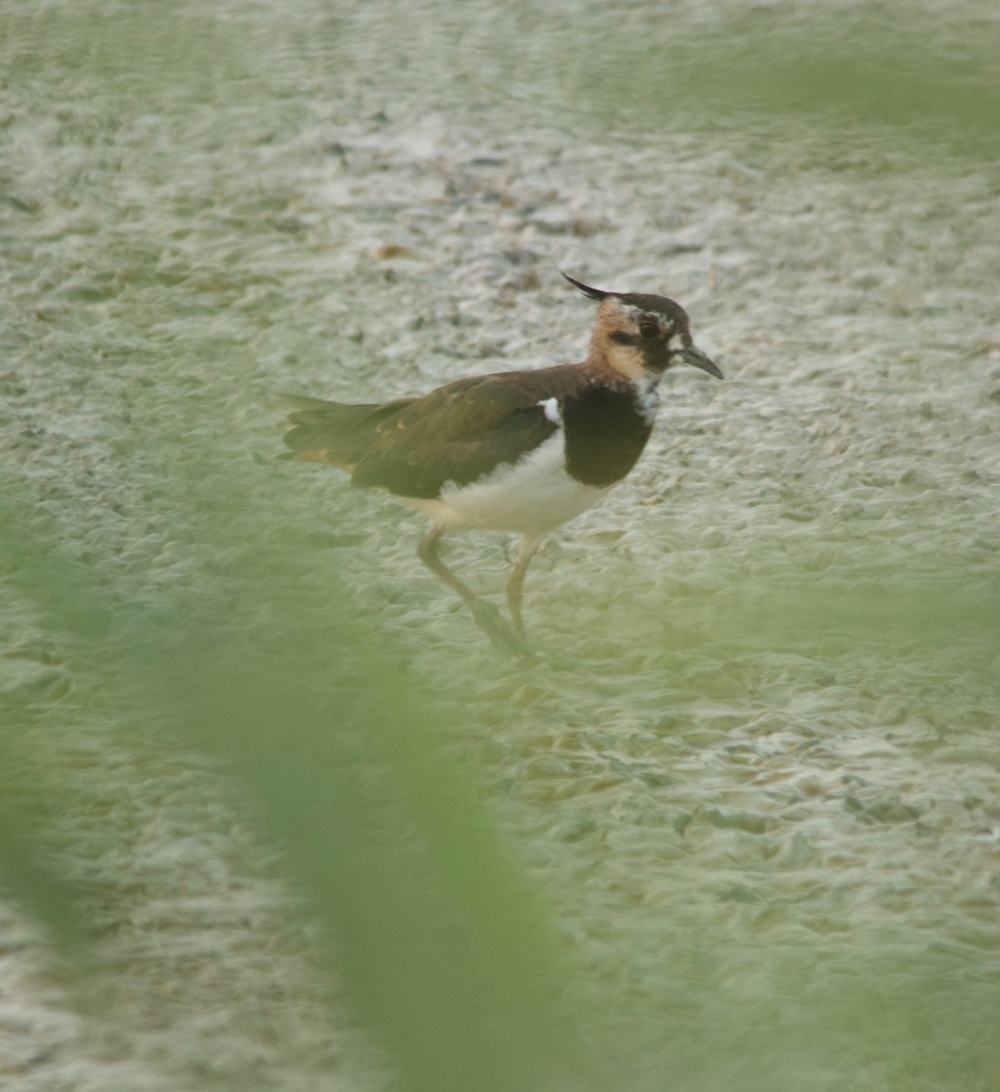 Northern Lapwing - ML639543113