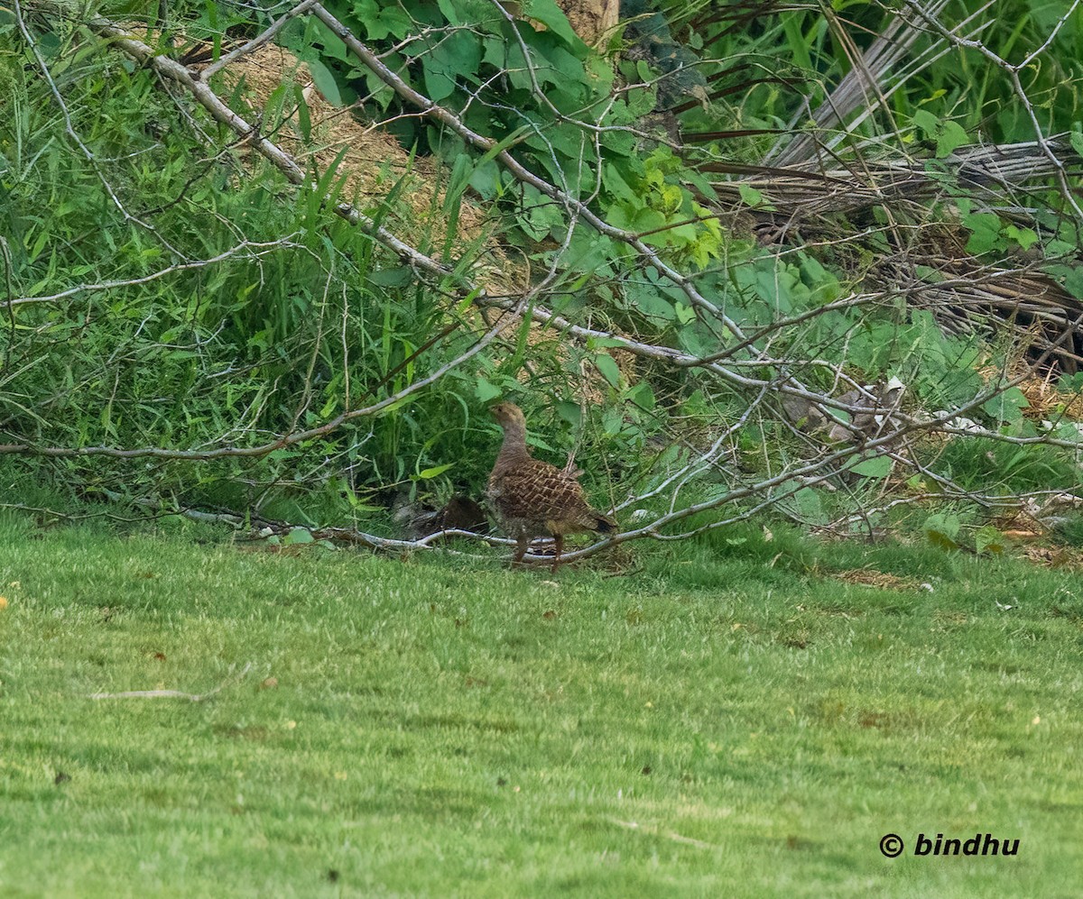 Gray Francolin - ML639543114