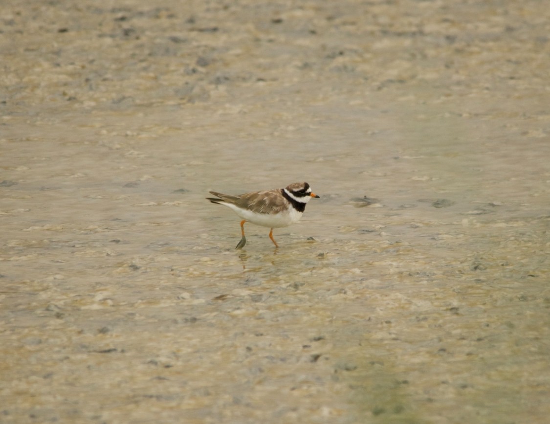 Common Ringed Plover - ML639543116