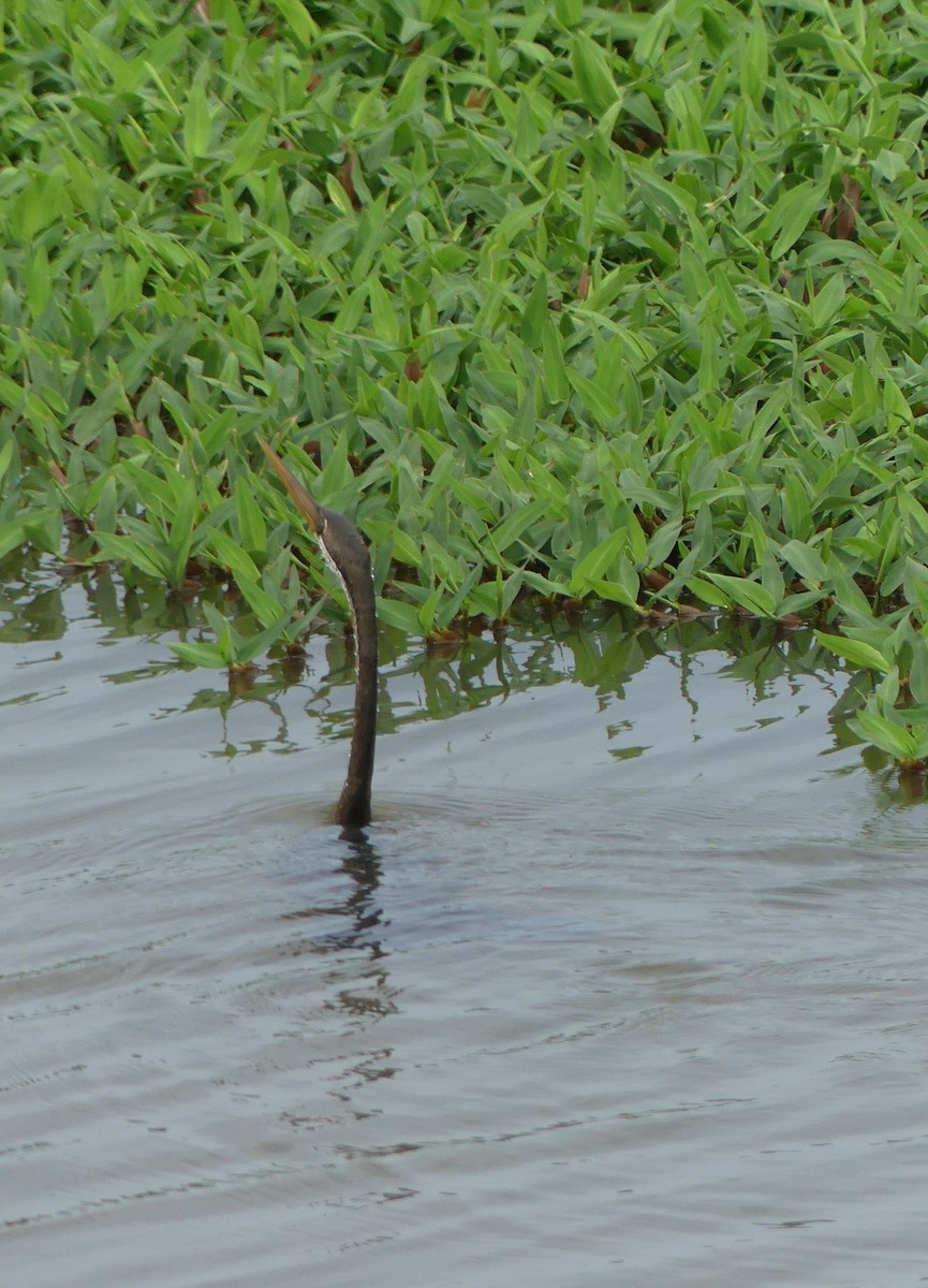 Oriental Darter - ML639543117