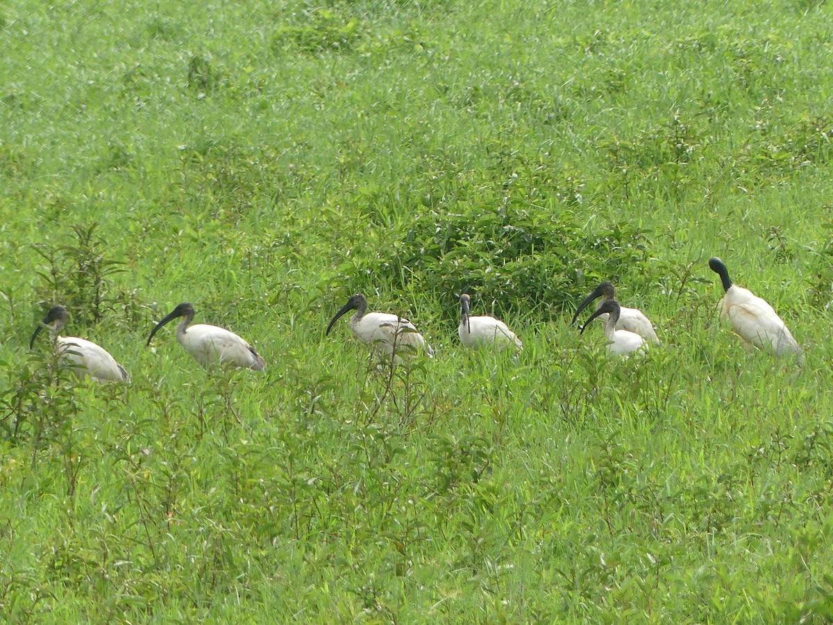Black-headed Ibis - ML639543118