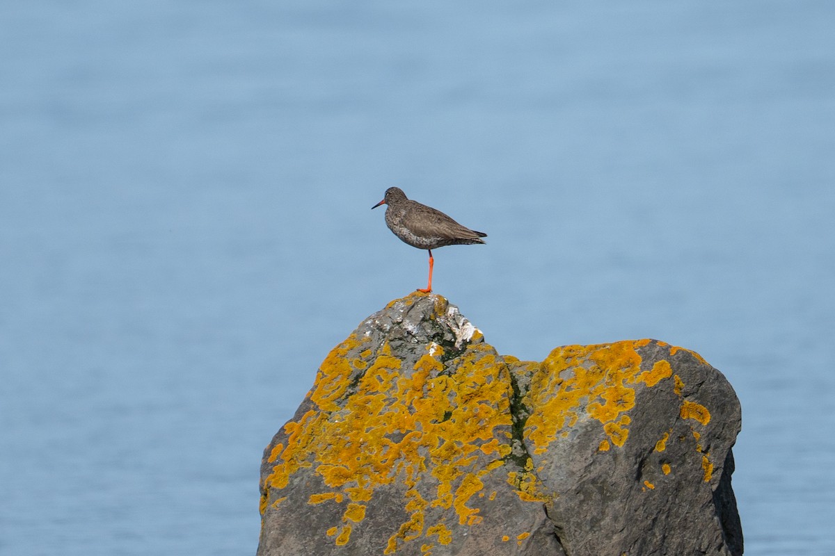 Common Redshank - ML639543119