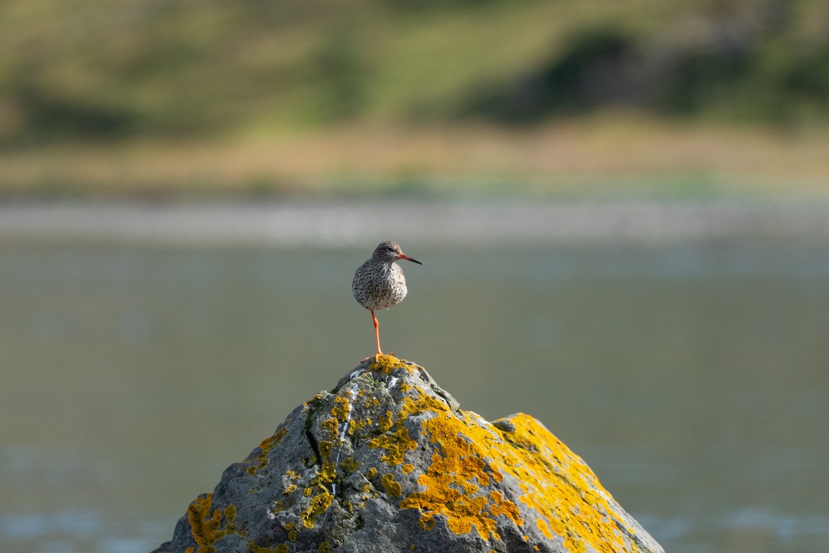 Common Redshank - ML639543120