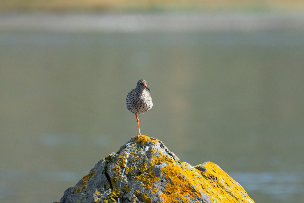 Common Redshank - ML639543121