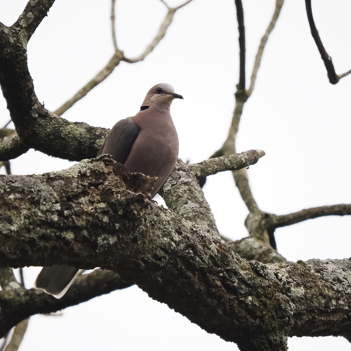 Ring-necked Dove - ML639543123