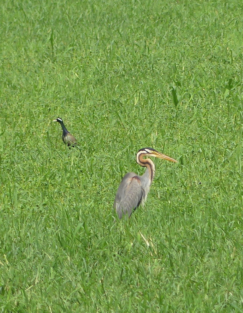 Purple Heron - ML639543124