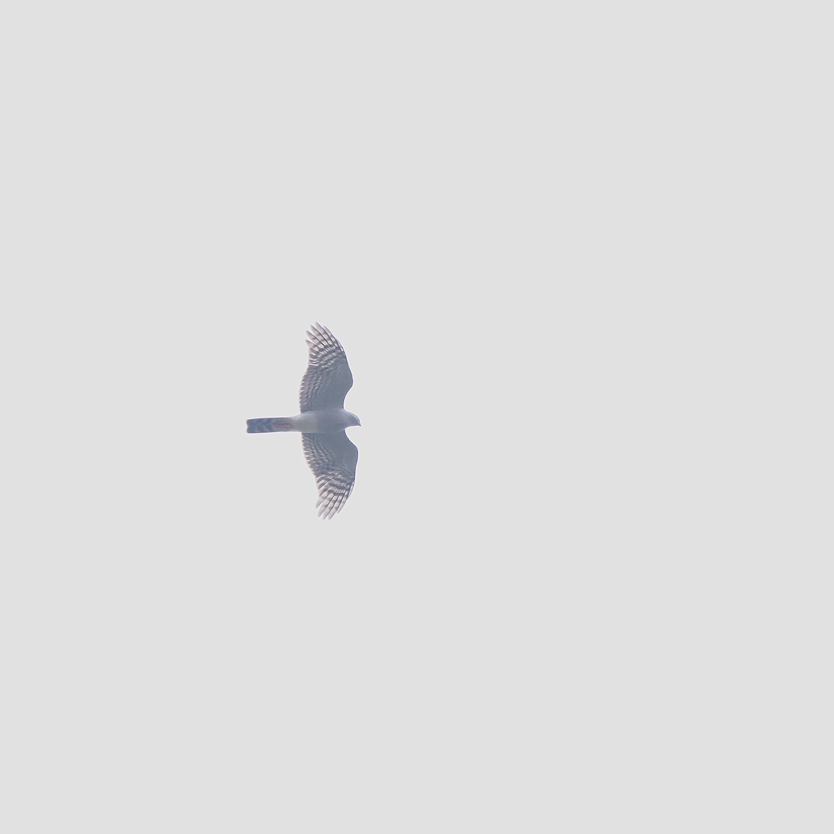 African Goshawk - ML639543125