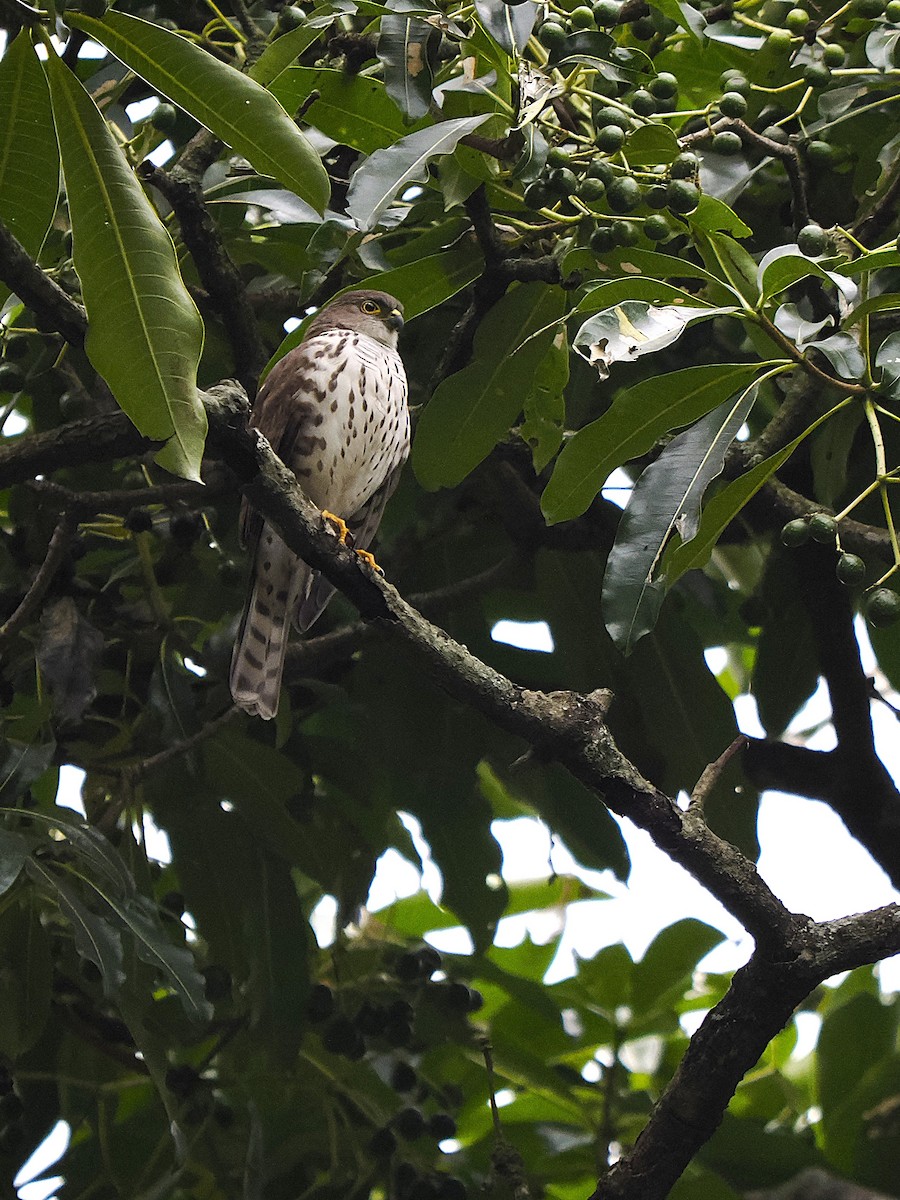 Little Sparrowhawk - ML639543126