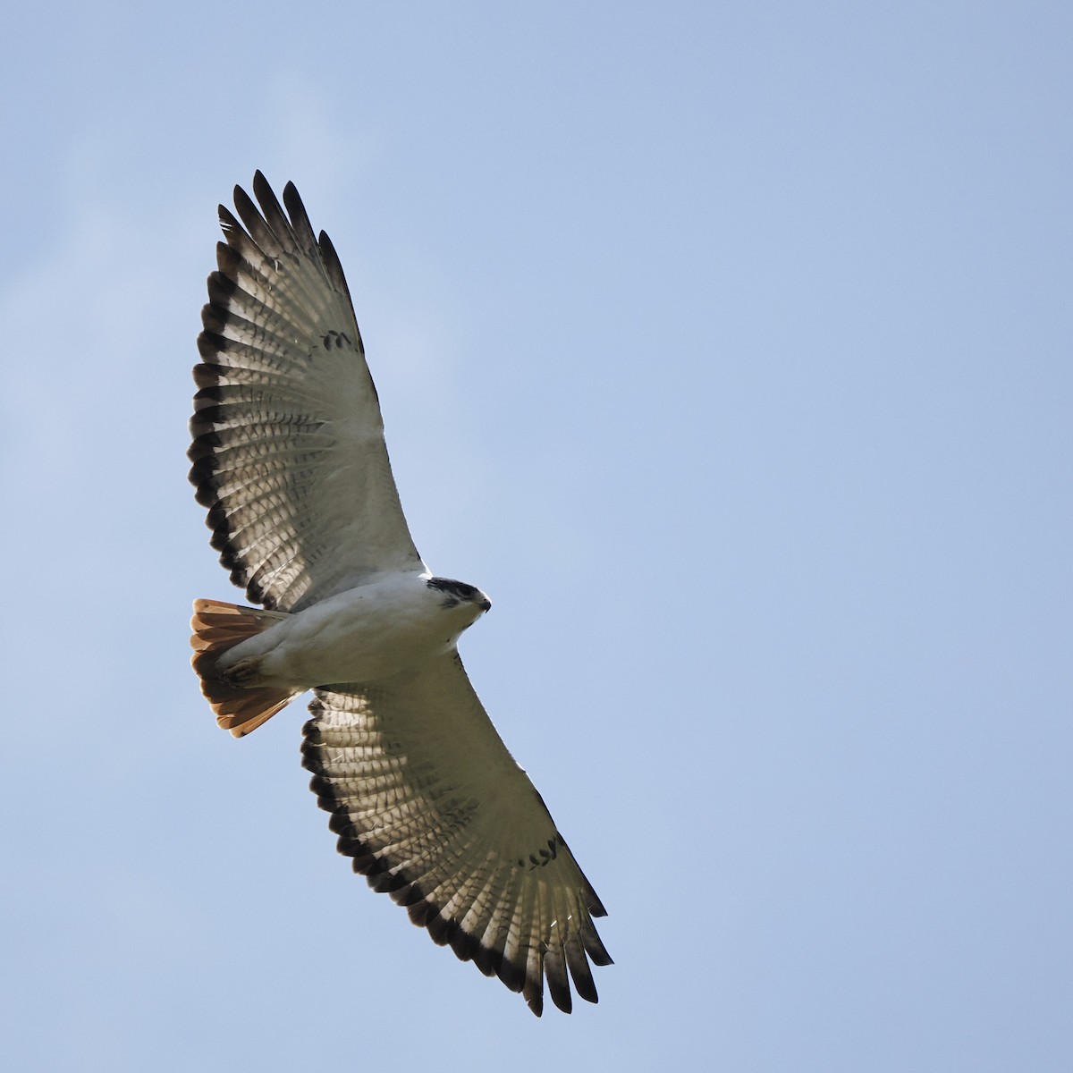 Augur Buzzard - ML639543127
