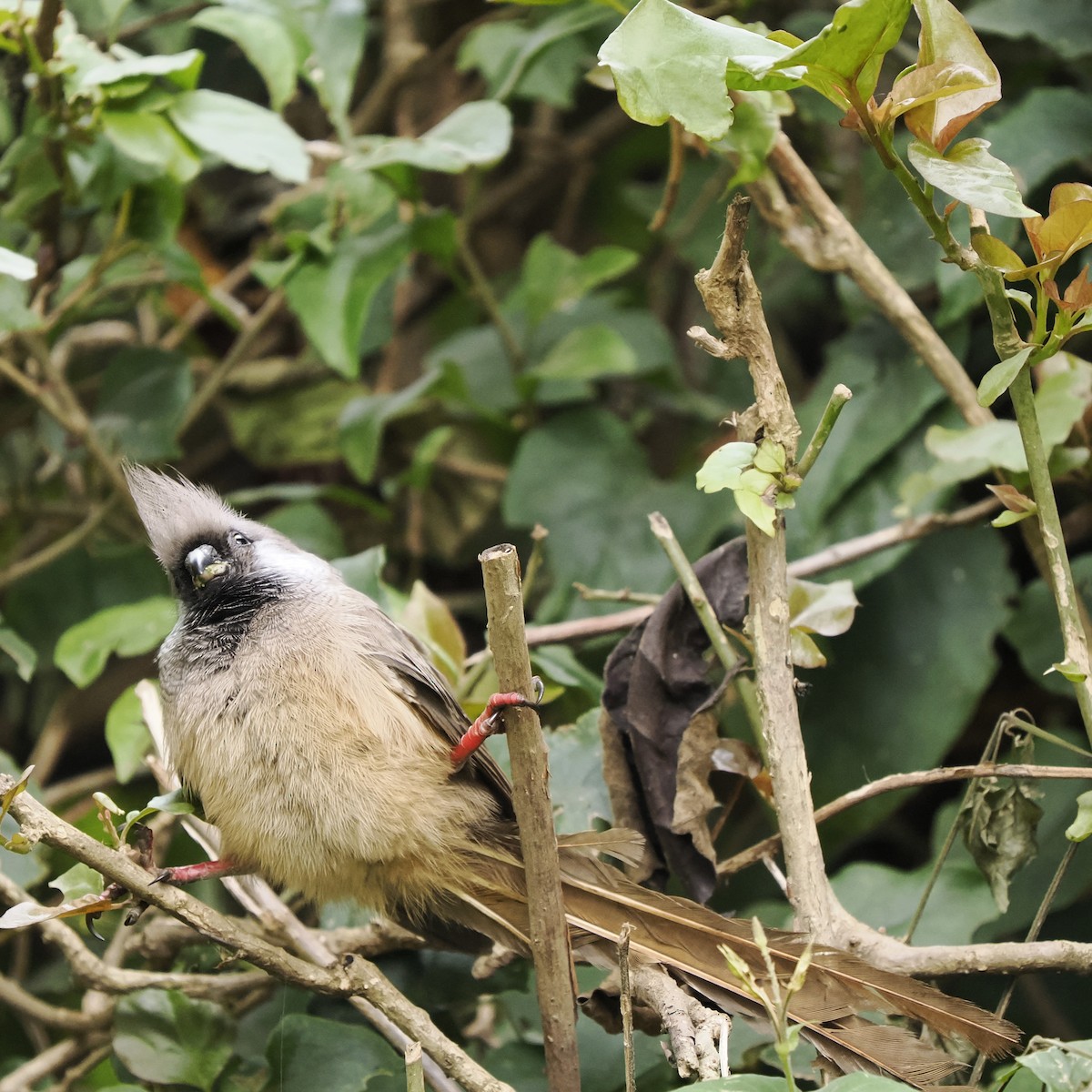 Speckled Mousebird - ML639543128