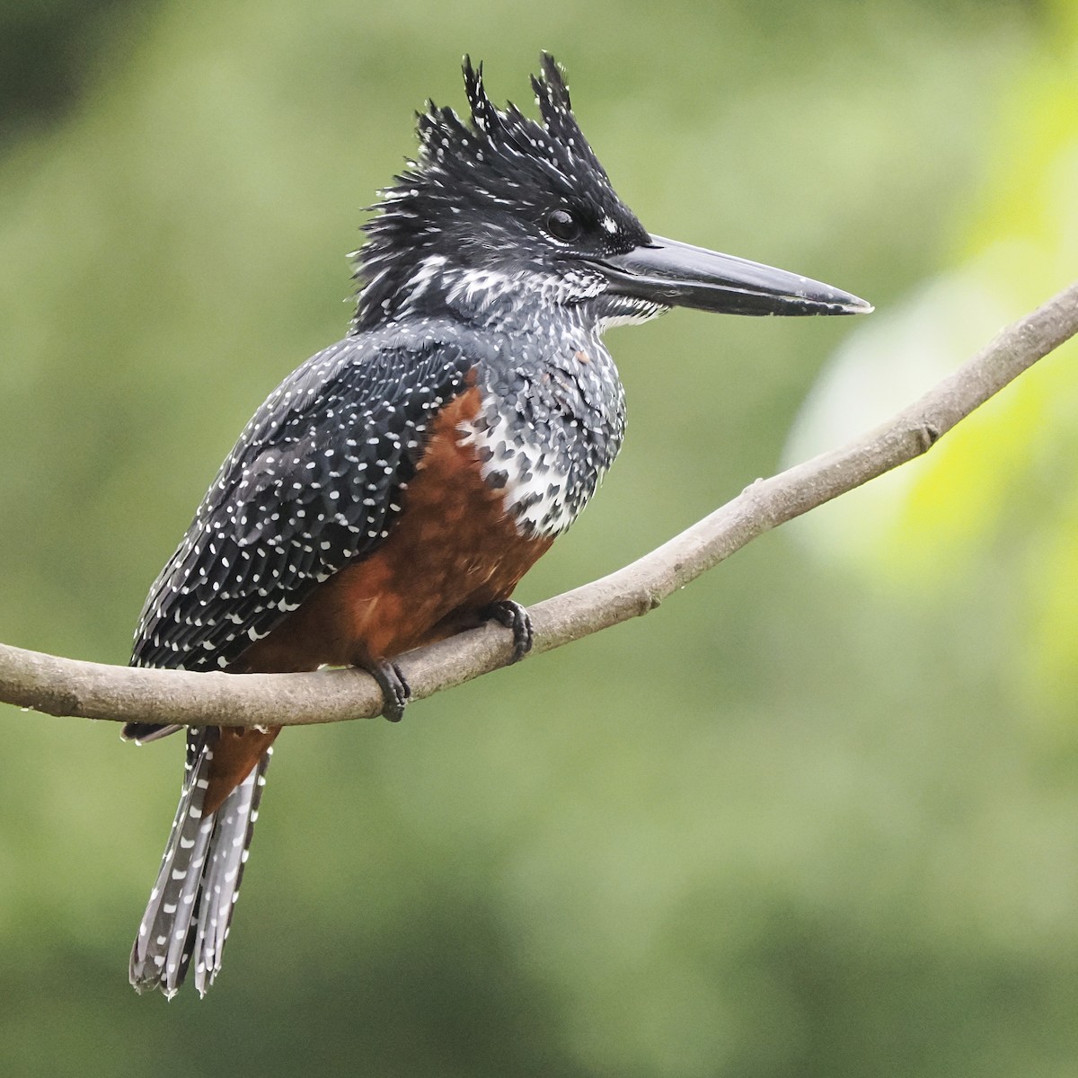 Giant Kingfisher - ML639543129