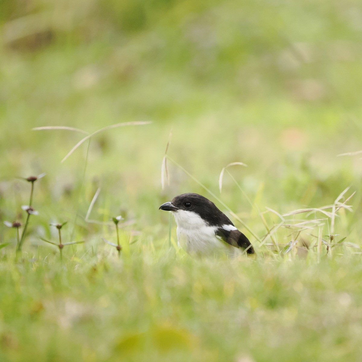 Tropical Boubou - ML639543131