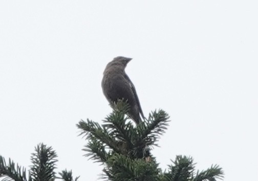 Spectacled Finch - ML639543132