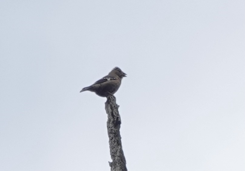 Spectacled Finch - ML639543133