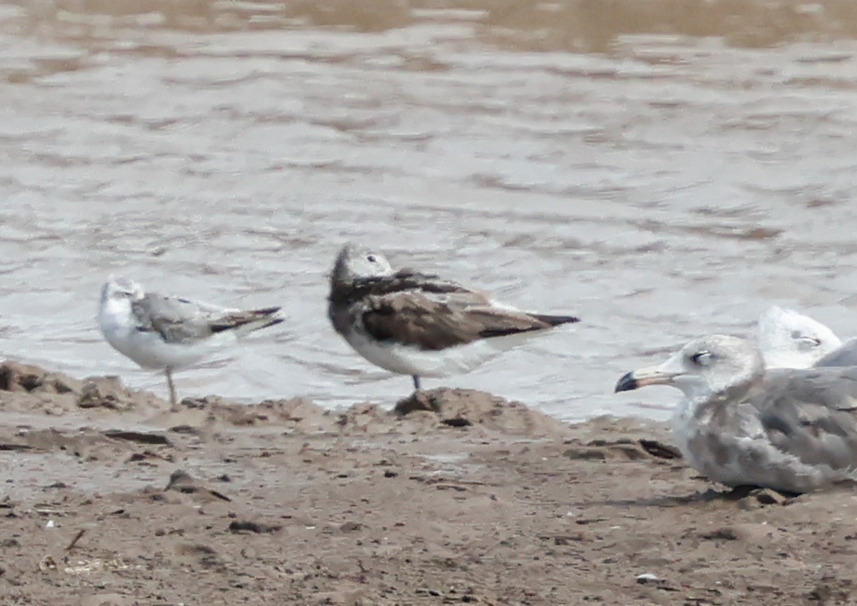 Marsh Sandpiper - ML639543134
